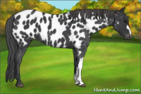 Horse Color:Blue Roan Near Leopard 