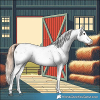 Horse Color:Liver Chestnut Sabino Splash Appaloosa 