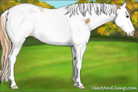 Horse Color:Chestnut Sabino Splash Tobiano Rabicano 