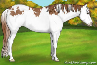 Horse Color:White Spotted Chestnut Splash Rabicano 