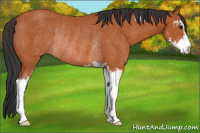 Horse Color:Bay Sabino Rabicano 