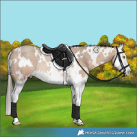 Horse Color:White Spotted Amber Champagne Roan Splash Rabicano