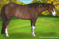 Horse Color:Liver Chestnut Sabino Rabicano
