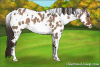 Horse Color:White Spotted Liver Red Dun Appaloosa 