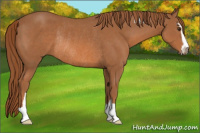 Horse Color:Chestnut Sabino Rabicano