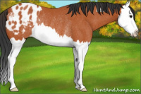Horse Color:Bay Sabino Splash Blanket Rabicano 