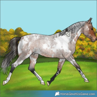 Horse Color:White Spotted Bay Roan Rabicano
