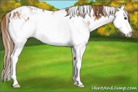 Horse Color:White Spotted Chestnut Splash Rabicano