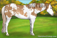 Horse Color:White Spotted Chestnut Splash Rabicano