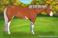 Horse Color:Silver Bay Sabino 