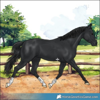 Horse Color:Black 