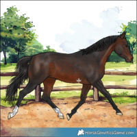 Horse Color:Brown 