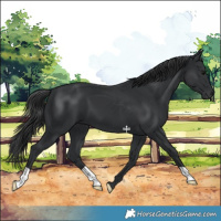 Horse Color:Black 