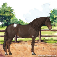 Horse Color:Liver Chestnut Appaloosa 