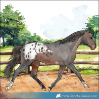Horse Color:Bay Appaloosa 