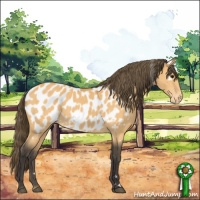 Horse Color:White Spotted Buckskin Near Leopard 