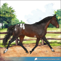 Horse Color:Brown Appaloosa