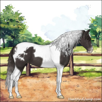 Horse Color:Smoky Black Tobiano Appaloosa 