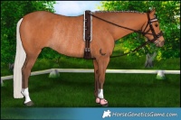 Horse Color:Silver Bay Rabicano 