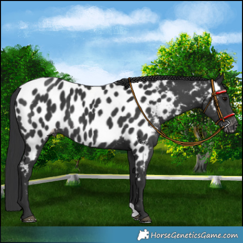 Horse Color:Black Appaloosa 