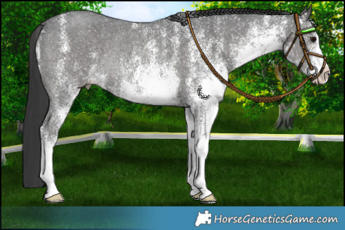 Horse Color:White Spotted Black Rabicano 