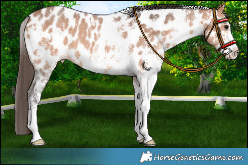 Horse Color:White Spotted Bay Appaloosa Rabicano 