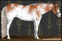 Horse Color:White Spotted Silver Bay Sabino Rabicano 