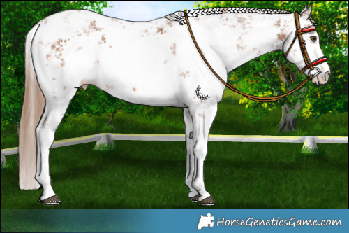Horse Color:White Spotted Chestnut Sabino 