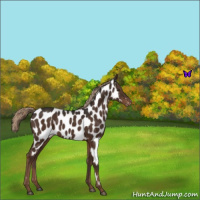Horse Color:Liver Chestnut Near Leopard