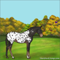 Horse Color:Liver Chestnut Near Leopard 