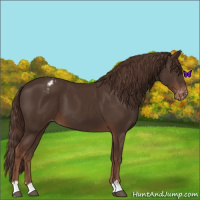 Horse Color:Liver Chestnut Appaloosa 