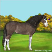Horse Color:Liver Chestnut Splash Rabicano 