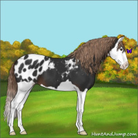 Horse Color:Liver Chestnut Splash Blanket 