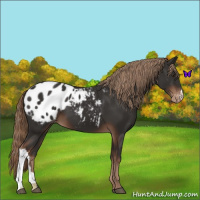 Horse Color:Liver Chestnut Blanket 