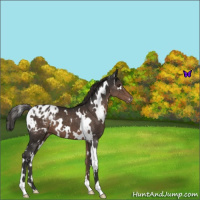 Horse Color:White Spotted Liver Chestnut Varnish