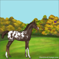 Horse Color:Liver Chestnut Blanket