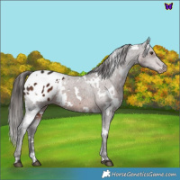 Horse Color:White Spotted Liver Chestnut Appaloosa 