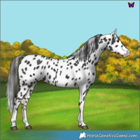 Horse Color:Liver Chestnut Appaloosa 