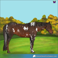Horse Color:White Spotted Liver Chestnut 