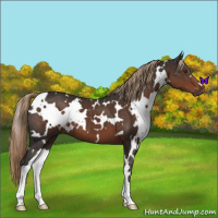 Horse Color:White Spotted Liver Chestnut 