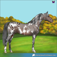 Horse Color:White Spotted Liver Chestnut Appaloosa 