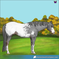 Horse Color:Liver Chestnut Appaloosa 