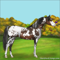 Horse Color:White Spotted Liver Chestnut Sabino Appaloosa 