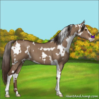 Horse Color:White Spotted Liver Red Dun Sabino