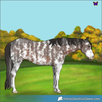 Horse Color:Liver Chestnut Sabino 