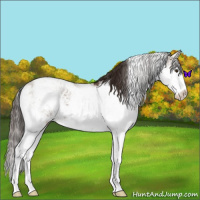 Horse Color:Liver Red Dun Sabino Varnish