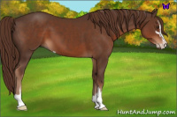 Horse Color:Liver Chestnut Sabino
