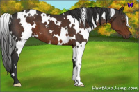 Horse Color:White Spotted Liver Chestnut 