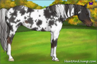 Horse Color:White Spotted Liver Chestnut 