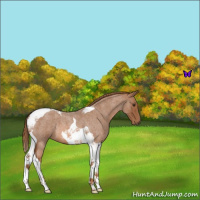 Horse Color:Red Roan Tobiano 